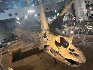 福井県立恐竜博物館に投稿された画像（2024/5/26）