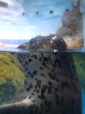 新江ノ島水族館に投稿された画像（2024/5/26）