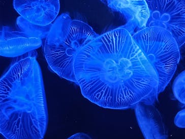 横浜・八景島シーパラダイスに投稿された画像（2024/5/26）