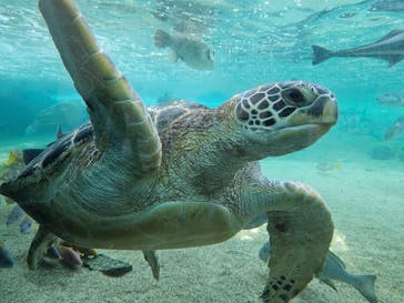 横浜・八景島シーパラダイスに投稿された画像（2024/5/26）