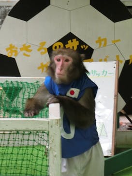 おさるランド＆アニタウン　日光さる軍団劇場に投稿された画像（2024/5/26）