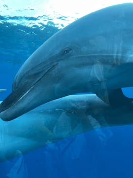 横浜・八景島シーパラダイス　プレジャーランドに投稿された画像（2024/5/26）