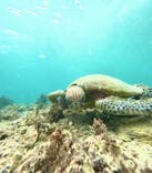 宮古島マリン SUGAR3（シュガースリー）に投稿された画像（2024/5/25）