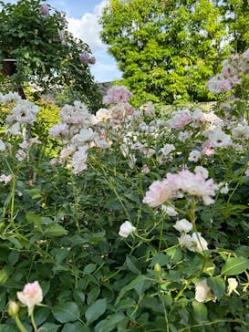 横浜イングリッシュガーデンに投稿された画像（2024/5/26）