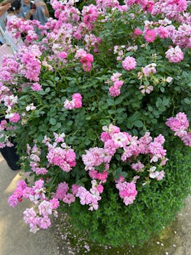 横浜イングリッシュガーデンに投稿された画像（2024/5/26）