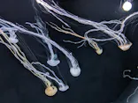 サンシャイン水族館に投稿された画像（2024/5/26）