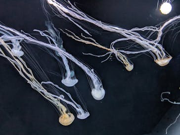 サンシャイン水族館に投稿された画像（2024/5/26）