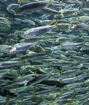 サンシャイン水族館に投稿された画像（2024/5/26）