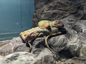 サンシャイン水族館に投稿された画像（2024/5/26）