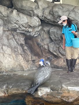 しながわ水族館に投稿された画像（2024/5/26）