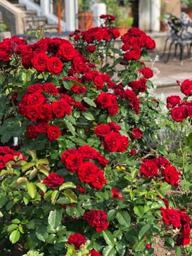 大阪府立花の文化園に投稿された画像（2024/5/26）