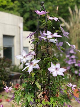 大阪府立花の文化園に投稿された画像（2024/5/26）