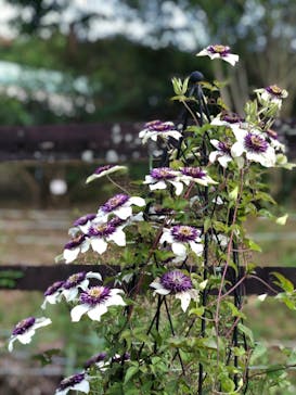 大阪府立花の文化園に投稿された画像（2024/5/26）