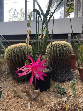 大阪府立花の文化園に投稿された画像（2024/5/26）