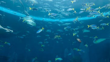 鴨川シーワールドに投稿された画像（2024/5/26）