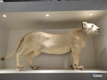 特別展「大哺乳類展３－わけてつなげて大行進」に投稿された画像（2024/5/26）