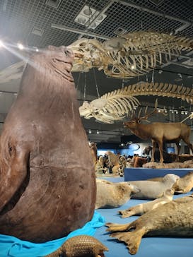 特別展「大哺乳類展３－わけてつなげて大行進」に投稿された画像（2024/5/26）