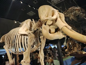 特別展「大哺乳類展３－わけてつなげて大行進」に投稿された画像（2024/5/26）