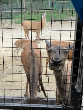 那須サファリパークに投稿された画像（2024/5/26）