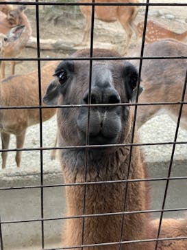 那須サファリパークに投稿された画像（2024/5/26）