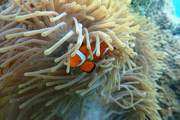 青の洞窟専門店 ブルーオーシャンに投稿された画像（2024/5/19）