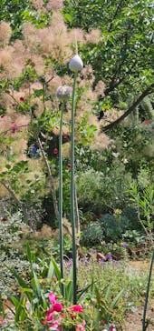 浜名湖花博2024に投稿された画像（2024/5/26）