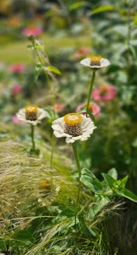 浜名湖花博2024に投稿された画像（2024/5/26）