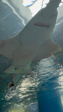 マクセル アクアパーク品川に投稿された画像（2024/5/26）