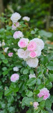 浜名湖花博2024に投稿された画像（2024/5/26）