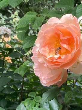 横浜イングリッシュガーデンに投稿された画像（2024/5/26）