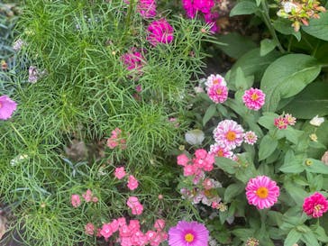 浜名湖花博2024に投稿された画像（2024/5/26）