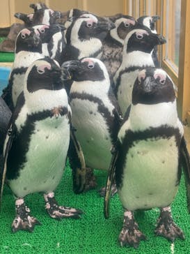 名古屋港水族館に投稿された画像（2024/5/26）