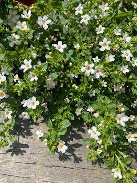 浜名湖花博2024に投稿された画像（2024/5/26）