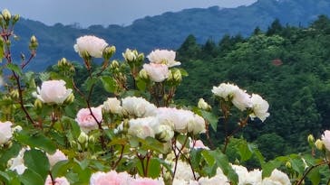 いばらきフラワーパークに投稿された画像（2024/5/26）