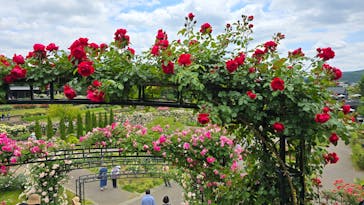 いばらきフラワーパークに投稿された画像（2024/5/26）