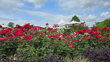 いばらきフラワーパークに投稿された画像（2024/5/26）