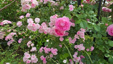 いばらきフラワーパークに投稿された画像（2024/5/26）