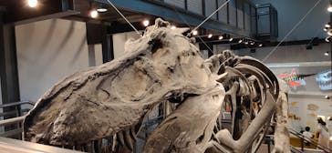 福井県立恐竜博物館に投稿された画像（2024/5/26）