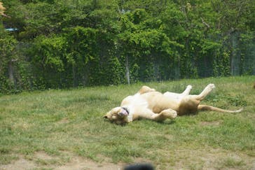 東北サファリパークに投稿された画像（2024/5/26）