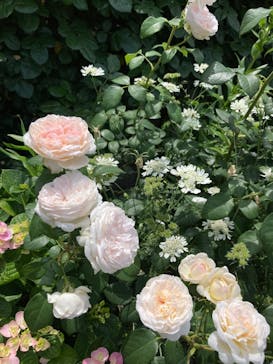 横浜イングリッシュガーデンに投稿された画像（2024/5/26）