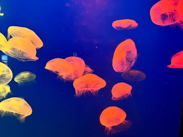 大分マリーンパレス水族館 「うみたまご」に投稿された画像（2024/5/26）