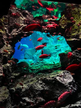 大分マリーンパレス水族館 「うみたまご」に投稿された画像（2024/5/26）