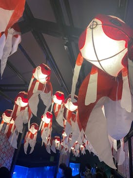 サンシャイン水族館に投稿された画像（2024/5/26）