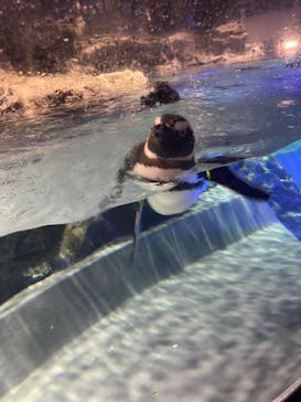サンシャイン水族館に投稿された画像（2024/5/26）