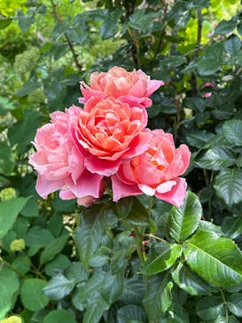 浜名湖花博2024に投稿された画像（2024/5/26）