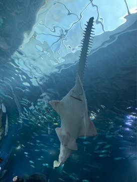 マクセル アクアパーク品川に投稿された画像（2024/5/26）