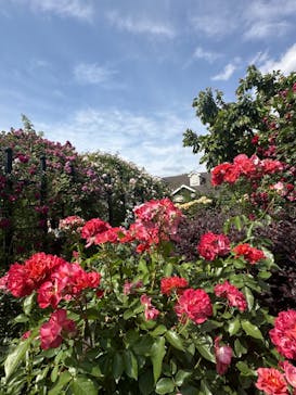 横浜イングリッシュガーデンに投稿された画像（2024/5/26）