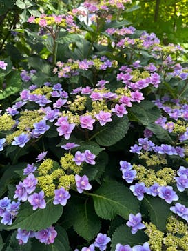 横浜イングリッシュガーデンに投稿された画像（2024/5/26）