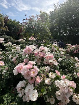 横浜イングリッシュガーデンに投稿された画像（2024/5/26）