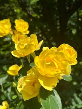 横浜イングリッシュガーデンに投稿された画像（2024/5/26）